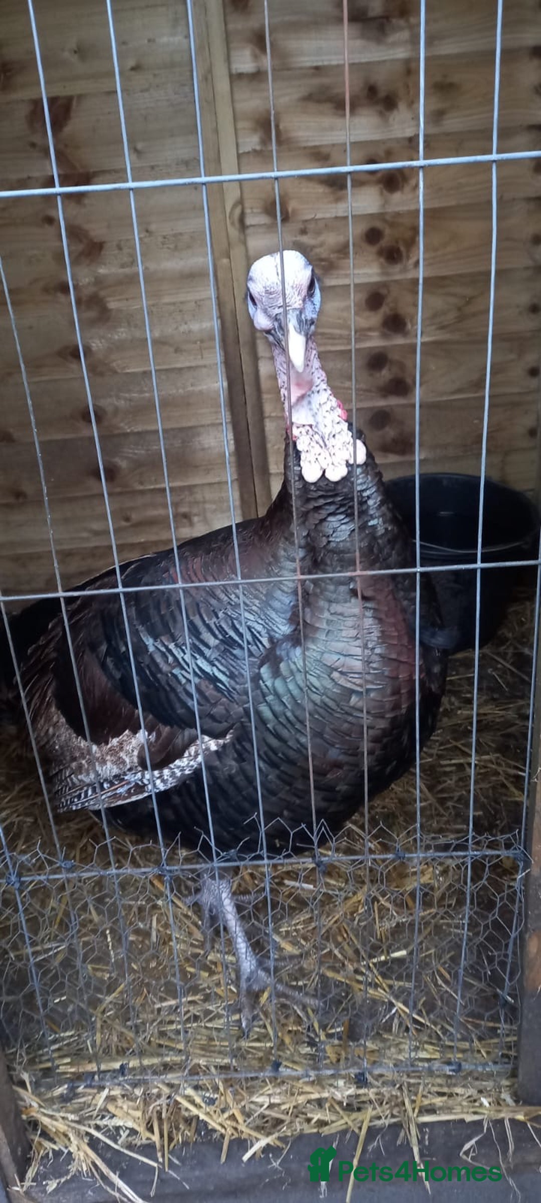 Turkeys poultry for sale: Male turkey for sale - Advert 1