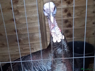 Turkeys poultry Male turkey for sale - Advert 2