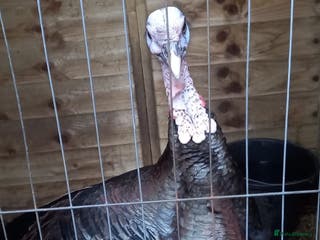 Turkeys poultry Male turkey for sale - Advert 5