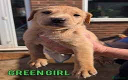 Labrador Retriever dogs for sale: Black/Golden Labrador Pups - Image 3