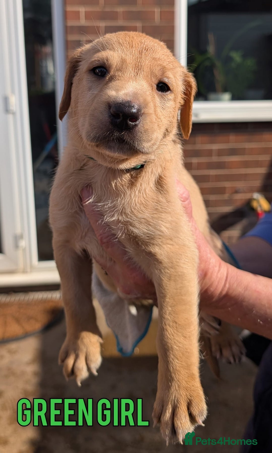 Labrador Retriever dogs for sale: Black/Golden Labrador Pups - Image 3