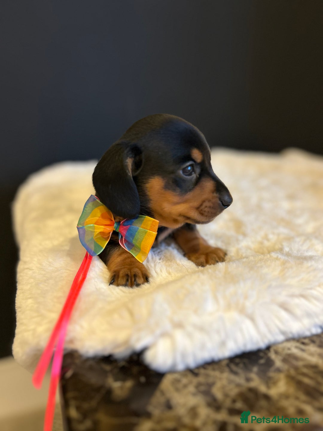 Miniature Dachshund dogs for sale: Smooth Hair Boys -5 star Breeder ⭐️⭐️⭐️⭐️⭐️ - Advert 6