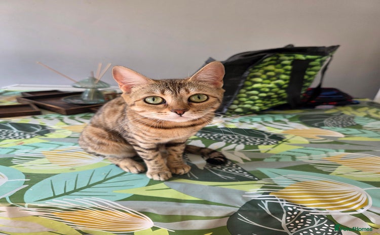 Bengal cats - Advert 1