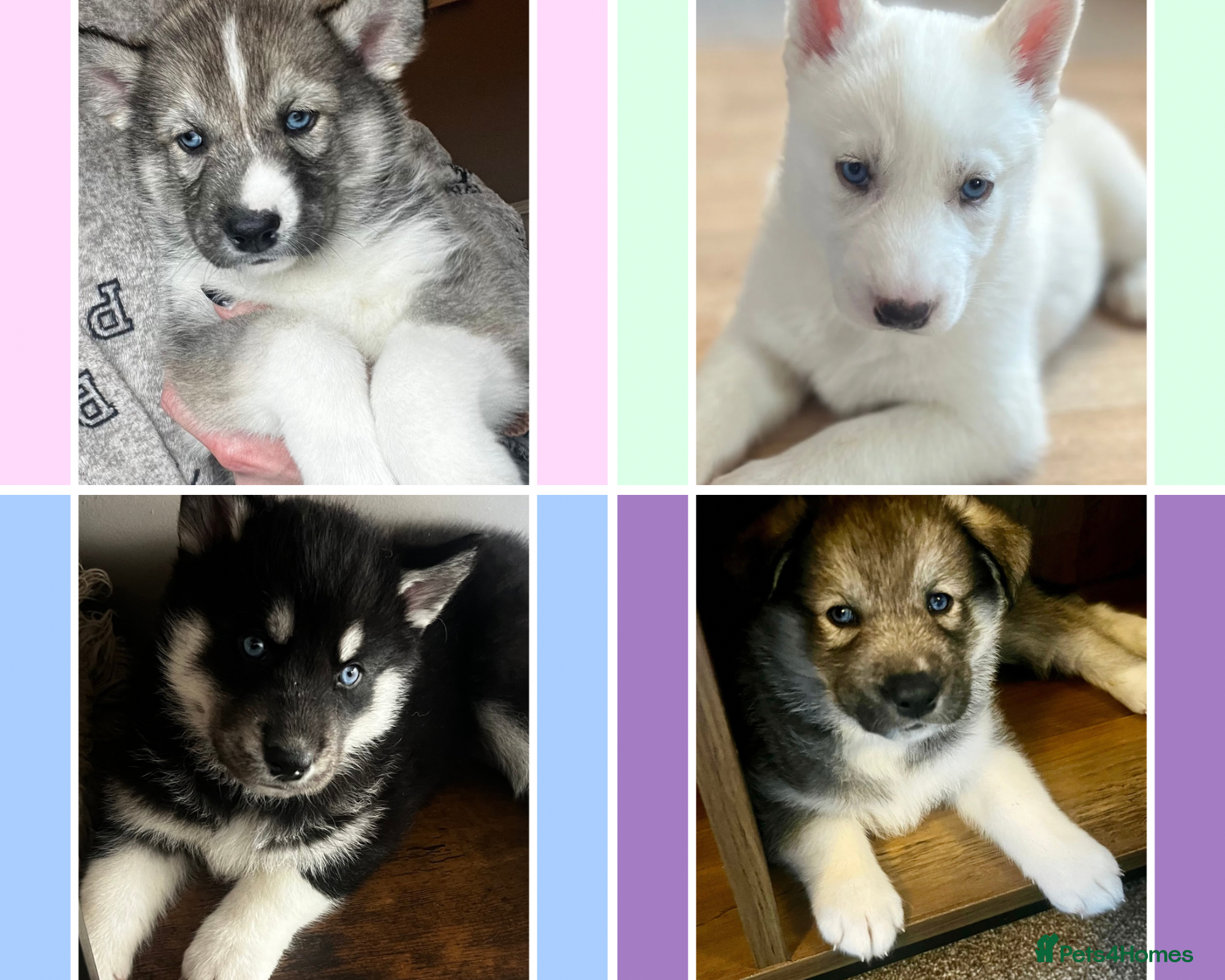 Siberian Husky dogs Beautiful Blue Eyed Siberian Husky Puppies - Advert 9
