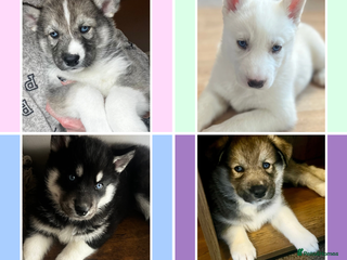 Siberian Husky dogs Beautiful Blue Eyed Siberian Husky Puppies - Advert 9