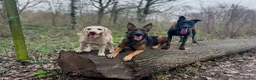 Mixed Breed dogs for sale: Security Dog for Sale  - Advert 10
