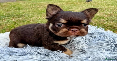 French Bulldog dogs - Advert 5