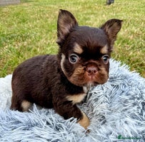 French Bulldog dogs - Advert 13