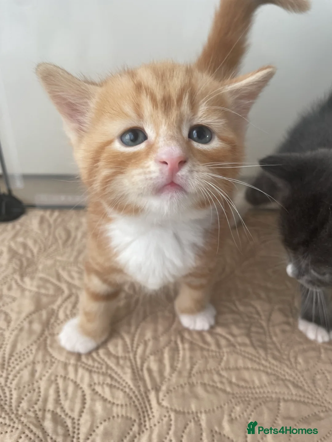 Mixed Breed cats for sale: Playful happy kittens - Advert 2