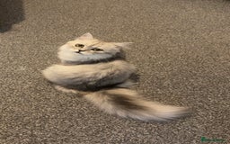Persian cats for sale: Fluffy kitten white& silver coat girl chinchilla - Image 1