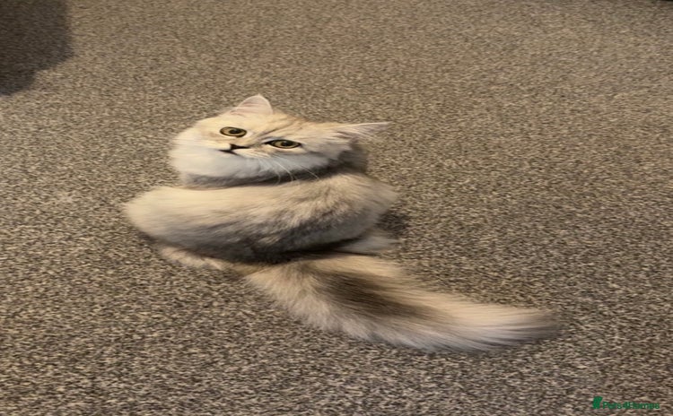 Persian cats - Advert 10