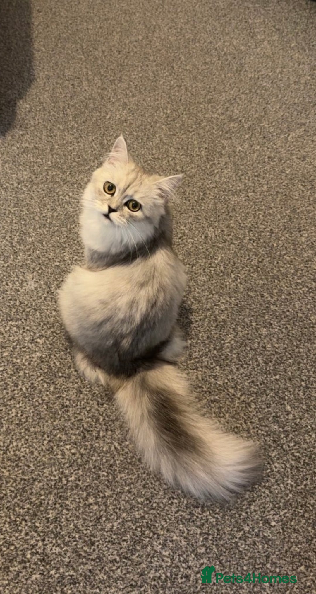 Persian cats for sale: Fluffy kitten white& silver coat girl chinchilla - Image 1