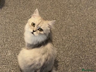 Persian cats - Advert 17