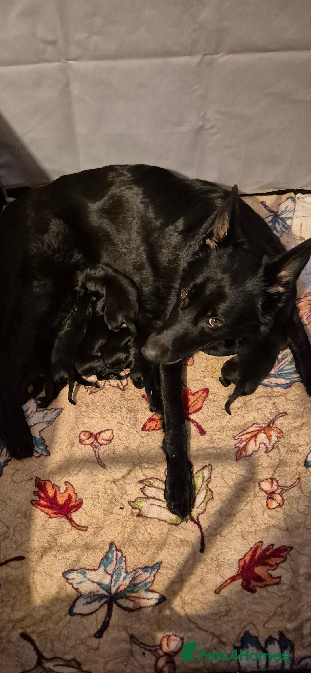 Mixed Breed dogs for sale: Sheprador  - Image 1