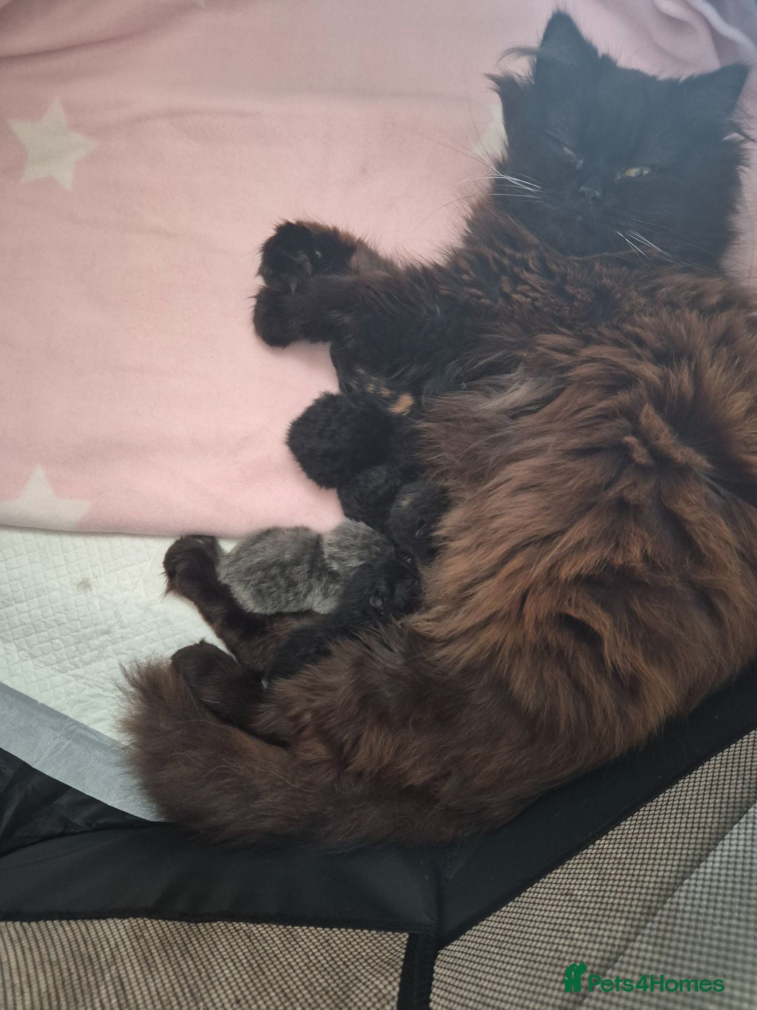British Shorthair cats British short haired x maincoon polydactyl kittens - Advert 11