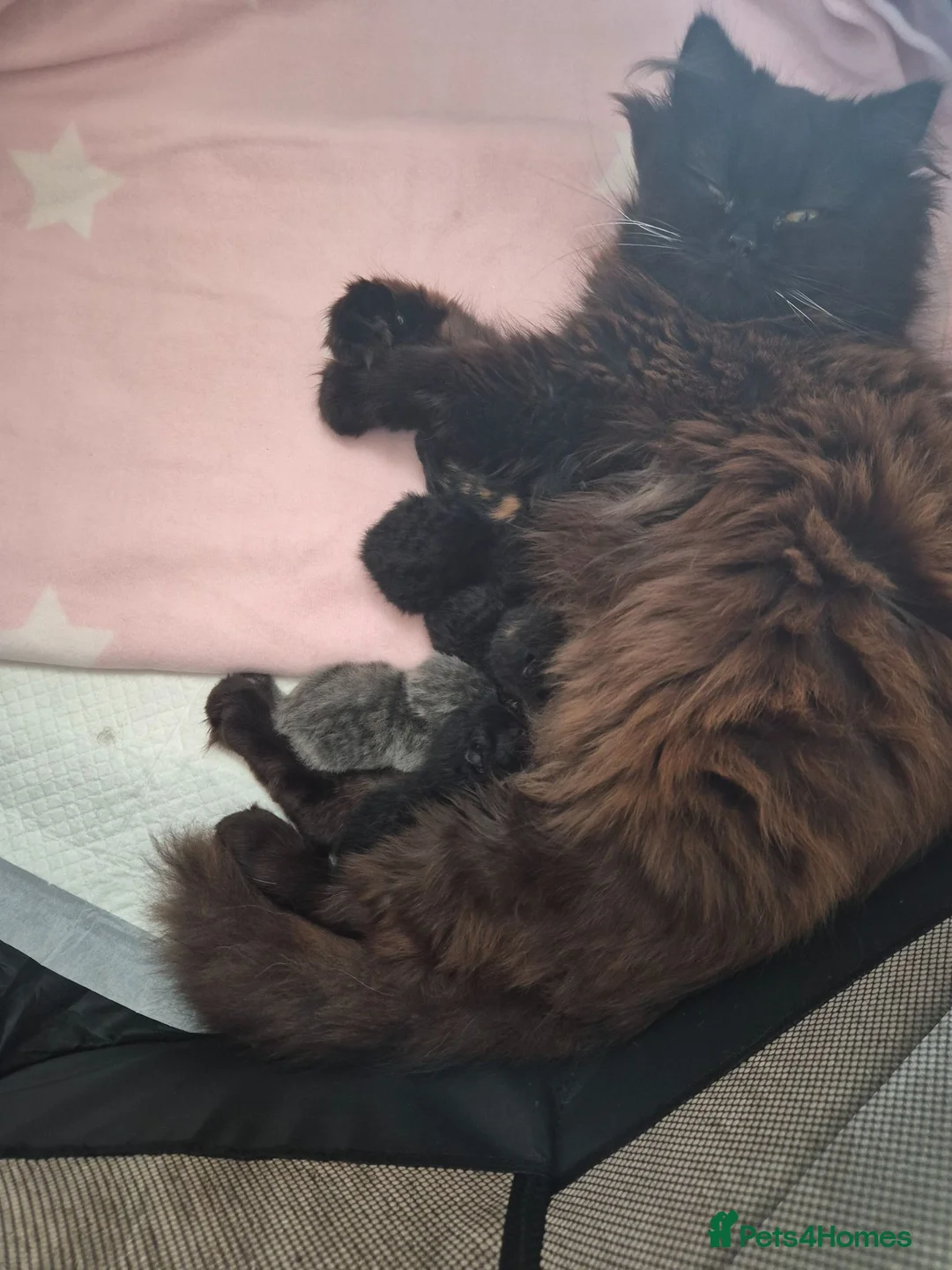 British Shorthair cats for sale: British short haired x maincoon polydactyl kittens - Advert 1