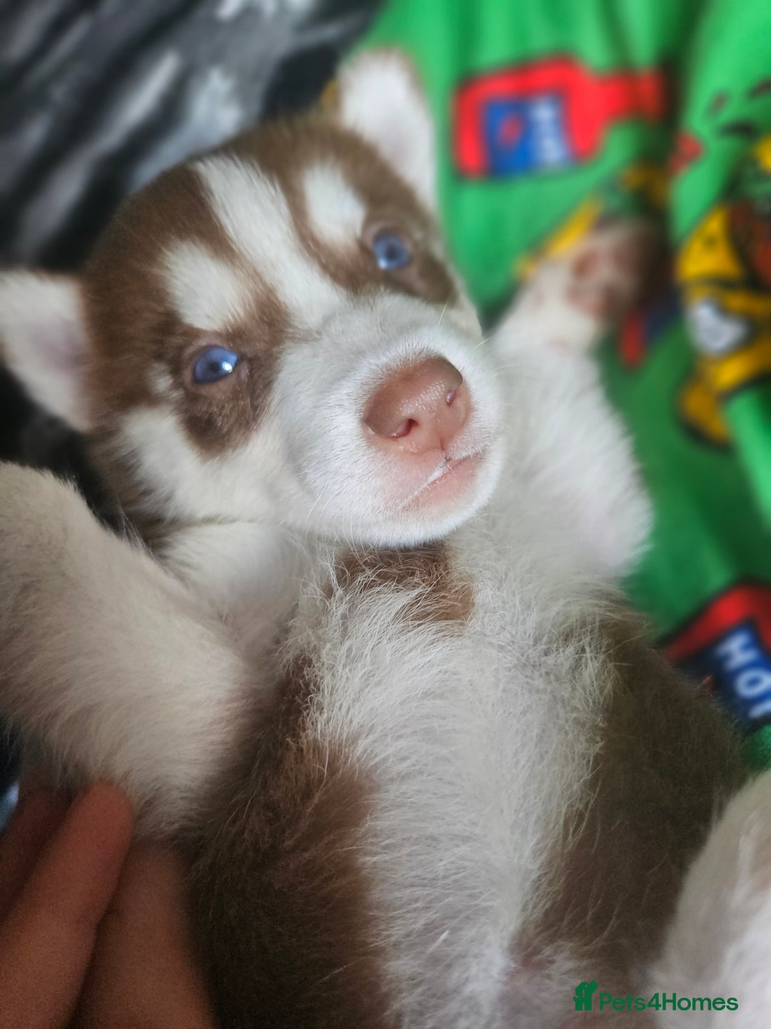 Siberian Husky dogs for sale: Gorgeous Litter of Husky Puppies - Image 1