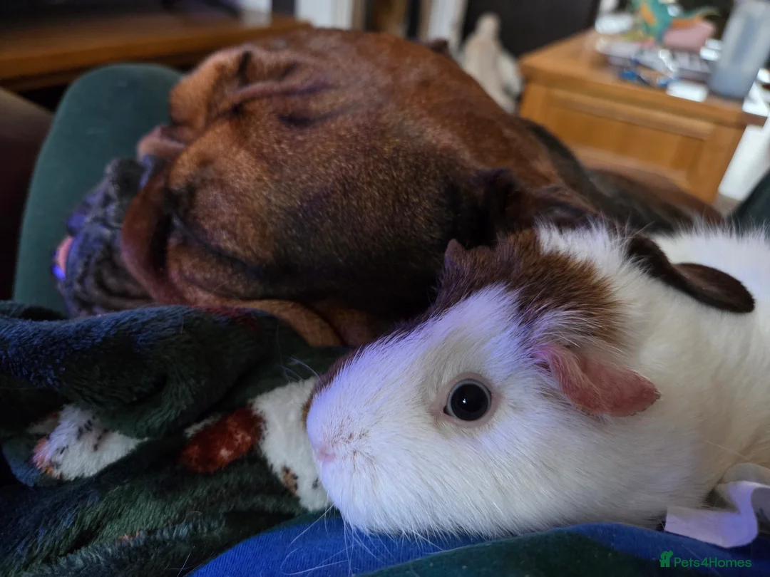 English Bulldog dogs for sale: English bulldog - Advert 2