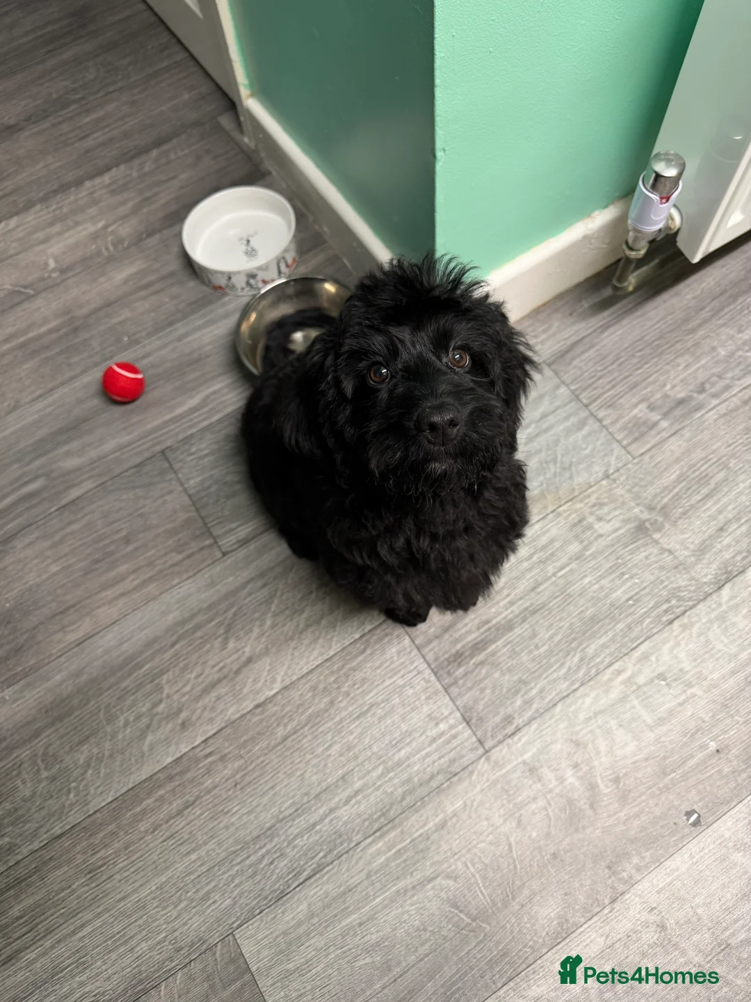 Cockapoo dogs for sale: Cockapoo  - Advert 3