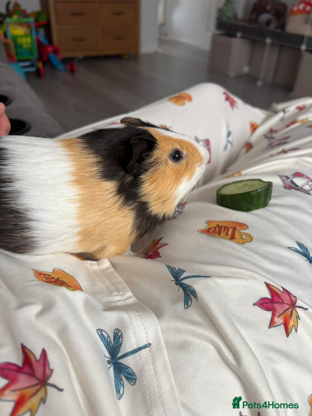 Mixed Breed rabbits for sale: Guinea pigs - Advert 4