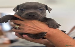 Staffordshire Bull Terrier dogs for sale: Staffordshire bull terrier pups - Image 13