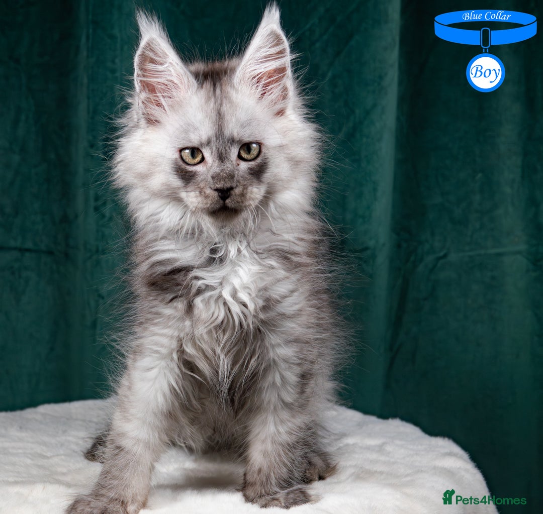 Maine Coon cats for sale: XL PEDIGREE TICA REGISTERED MAINE COON KITTENS - Advert 1