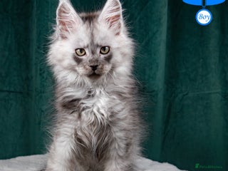 Maine Coon cats XL PEDIGREE TICA REGISTERED MAINE COON KITTENS - Advert 3