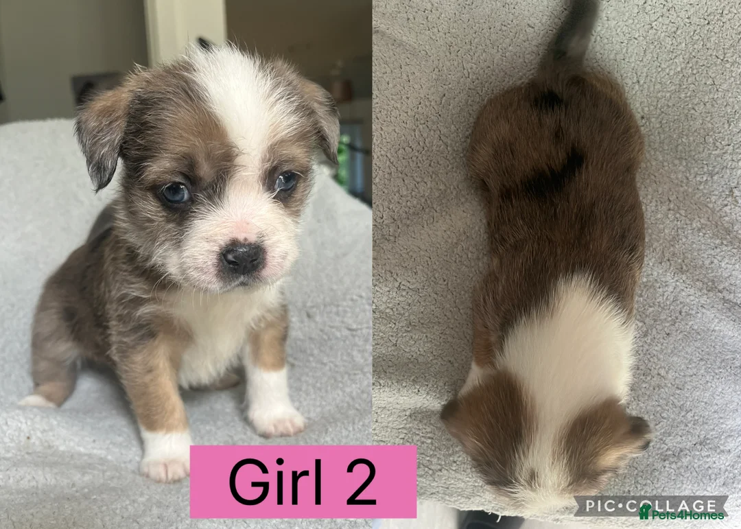 Mixed Breed dogs for sale: Mixed breed puppies  - Advert 2