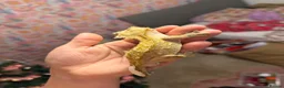 Gecko reptiles for sale: Stunning Male Yellow Patternless Crested Gecko - Advert 5