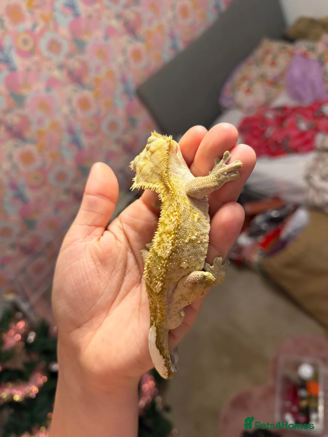 Gecko reptiles for sale: Stunning Male Yellow Patternless Crested Gecko - Advert 5