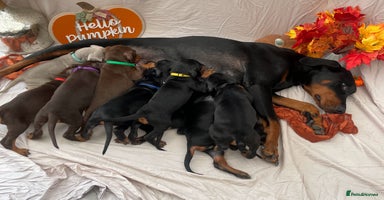 Dobermann dogs - Advert 13