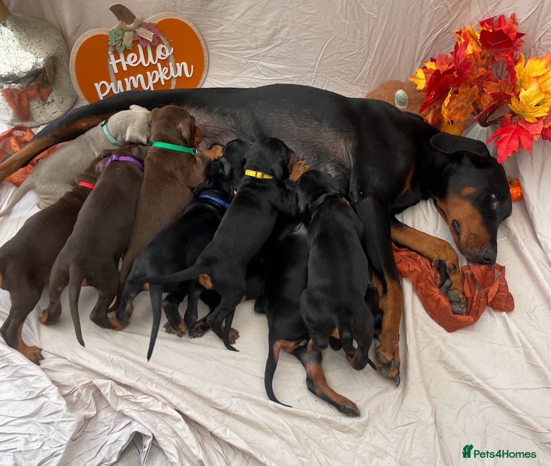 Dobermann dogs for sale: KC Reg European Doberman Pups Exceptional Line - Image 1