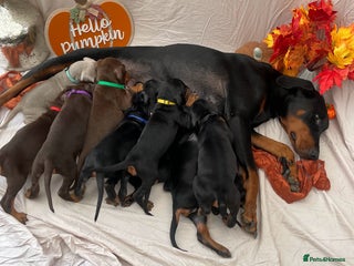Dobermann dogs - Advert 3