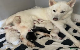 Siberian Husky dogs for sale: Gorgeous Husky puppies - Image 5