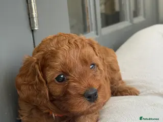 Cavapoo dogs Beautiful F1b Toy Cavapoos parents health checked - Advert 9