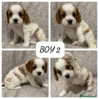 Cavapoo dogs  Cavapoo Puppies - Advert 12