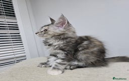 Maine Coon cats for sale: 2 TICA-Registered Maine Coon Kittens Available - Image 10
