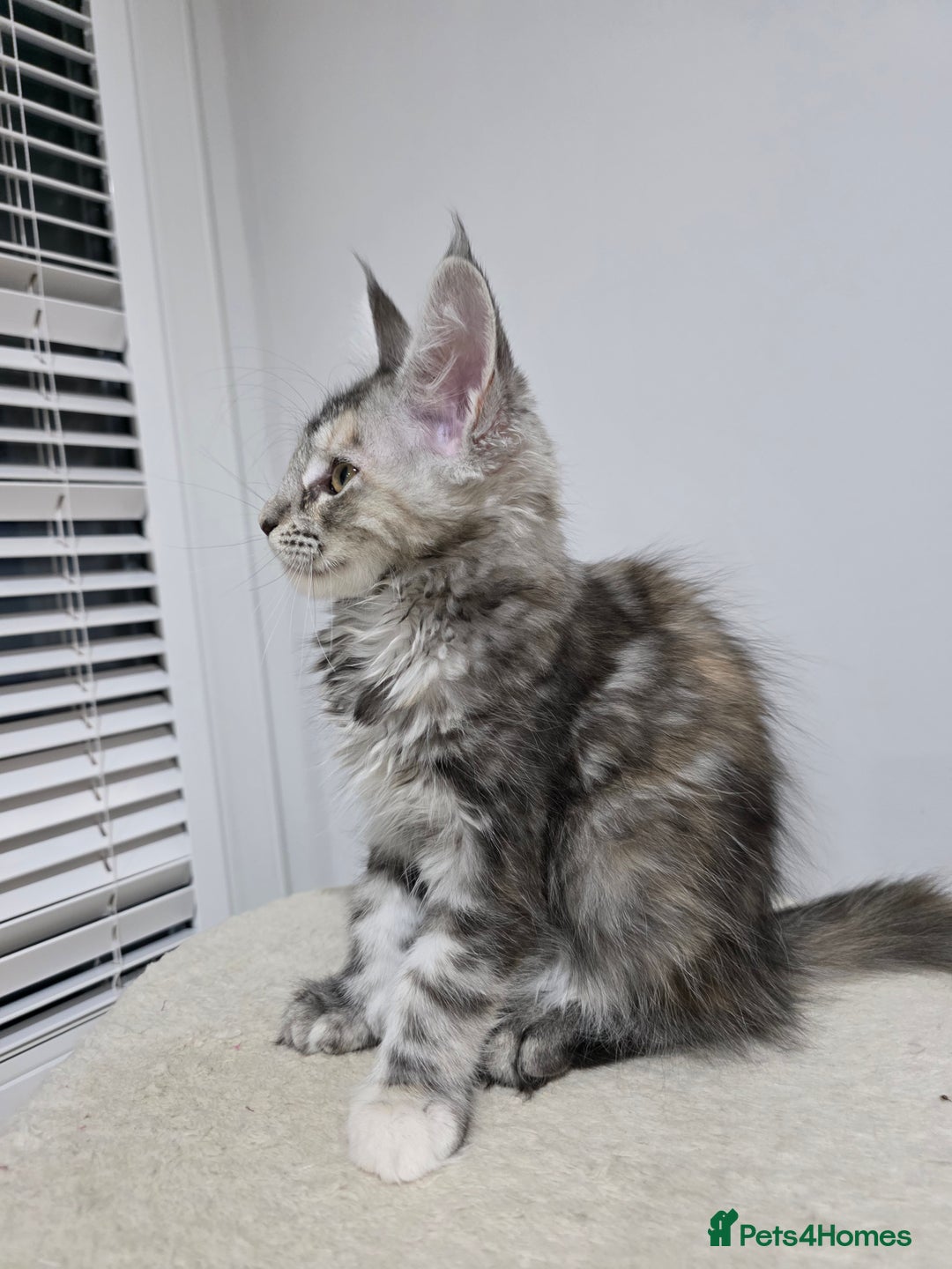 Maine Coon cats for sale: 2 TICA-Registered Maine Coon Kittens Available - Image 10