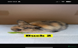 Mini Lop rabbits for sale: Purebred mini lops - Image 2