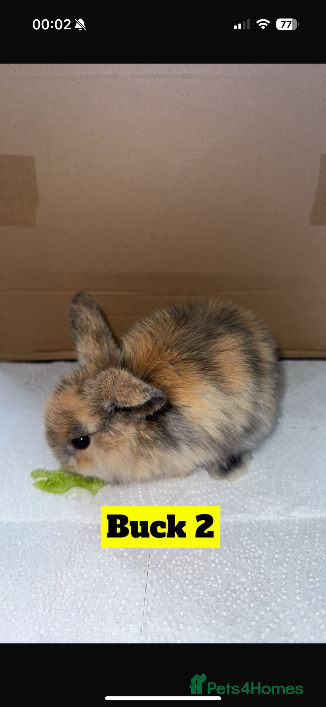 Mini Lop rabbits for sale: Purebred mini lops - Image 2