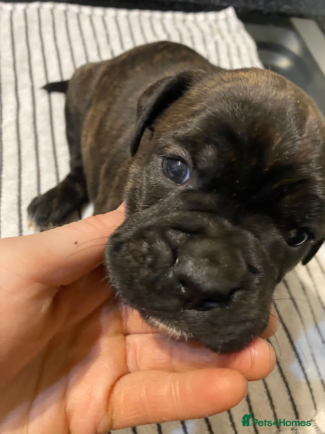 Mixed Breed dogs for sale: 🧬Kc reg mum black boxer & mini boxer pups 🤩 8wk - Advert 18
