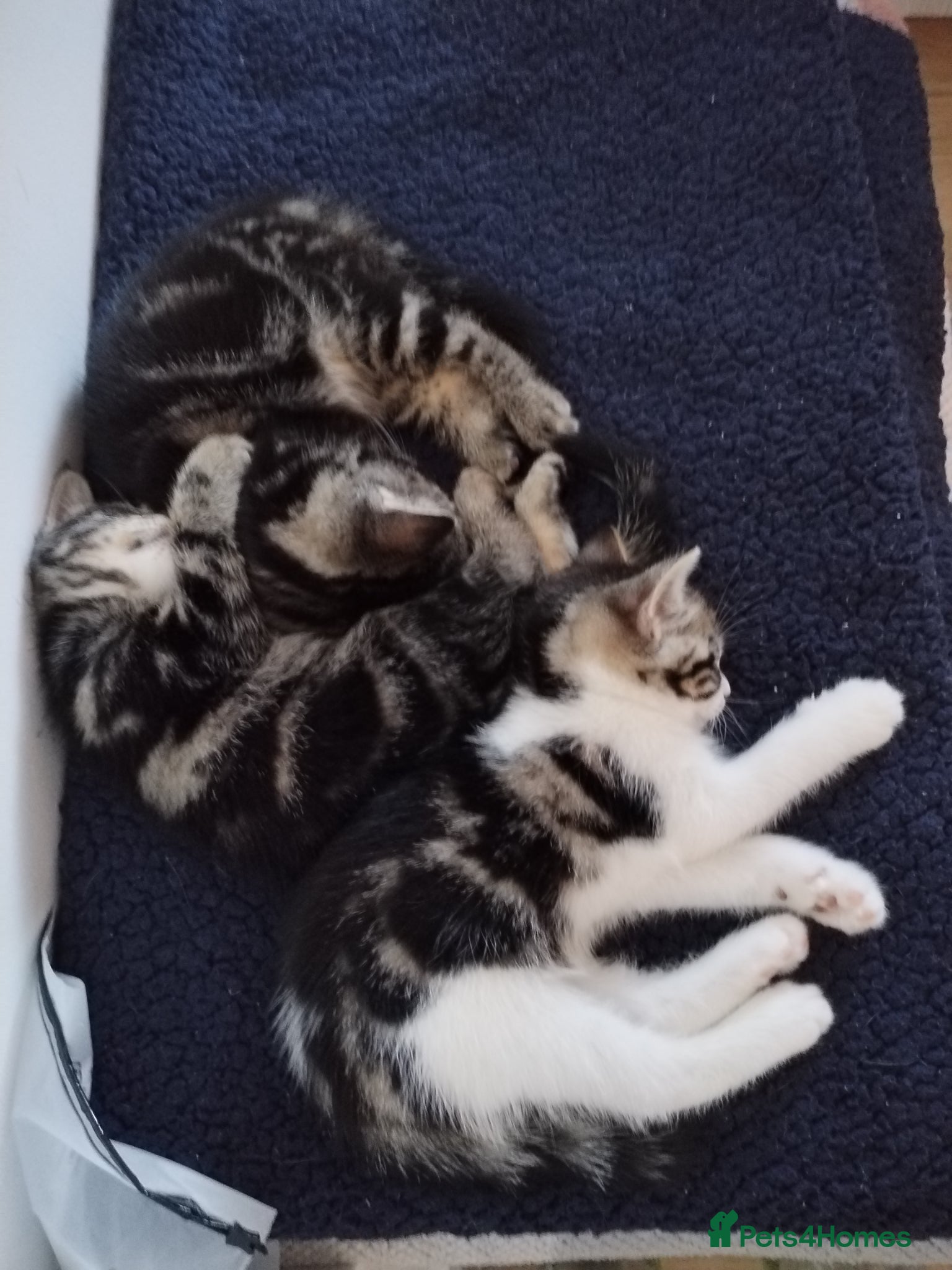 Mixed Breed cats Beautiful Domestic Shorthair Kittens Ready Soon - Advert 4