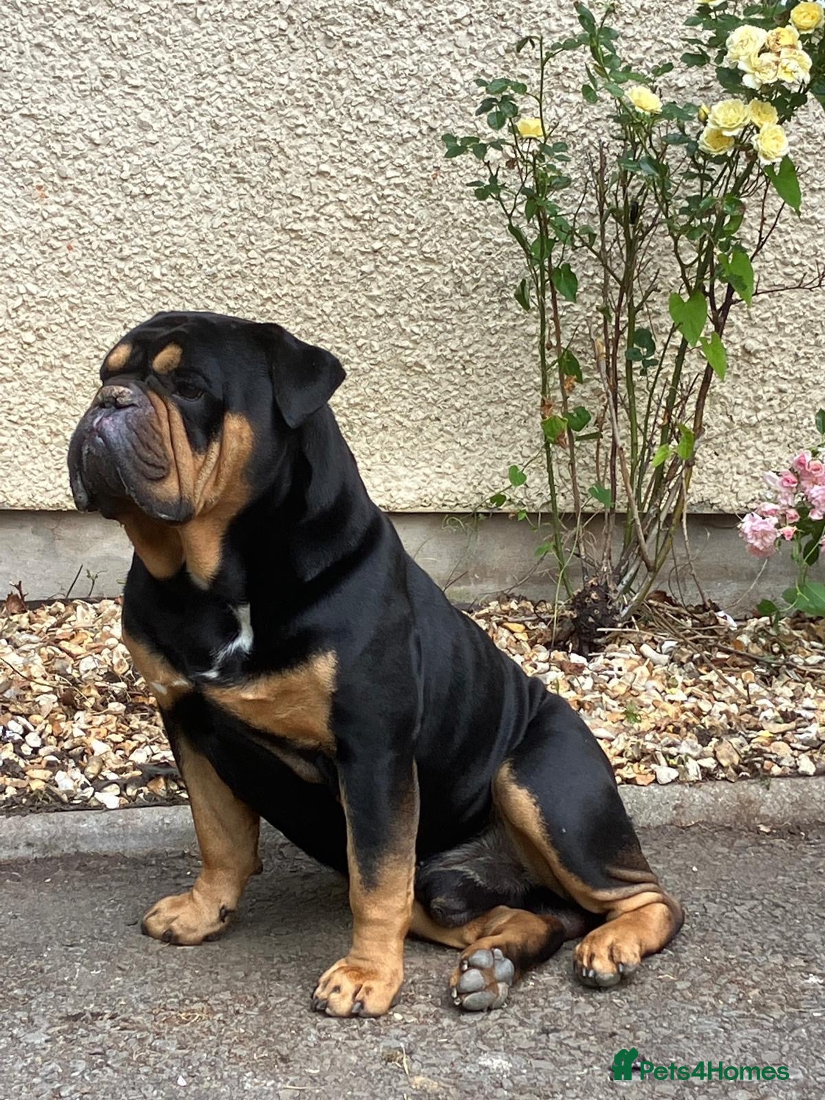 English Bulldog dogs Stanley  - Advert 10