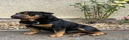 English Bulldog dogs for sale: Stanley  in Pontypool - Advert 1