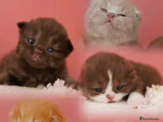 British Shorthair cats British Short Long-haired Choco Brown fawn Kittens - Advert 10