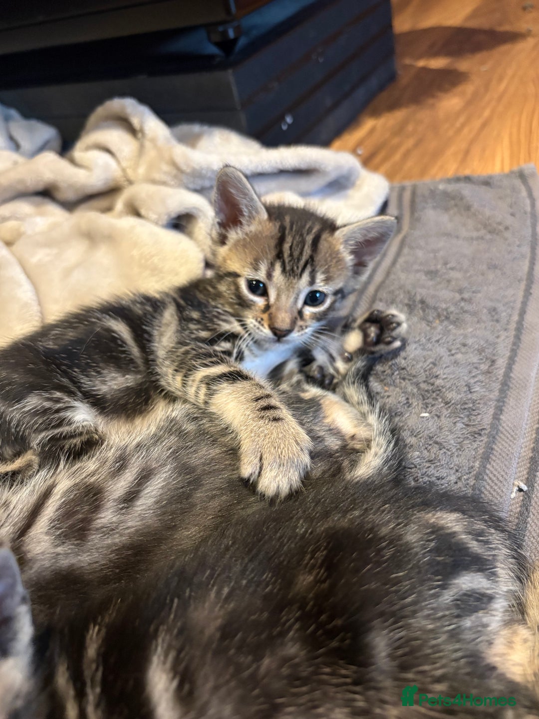 Bengal cats for sale: bengal kittens  - Advert 11