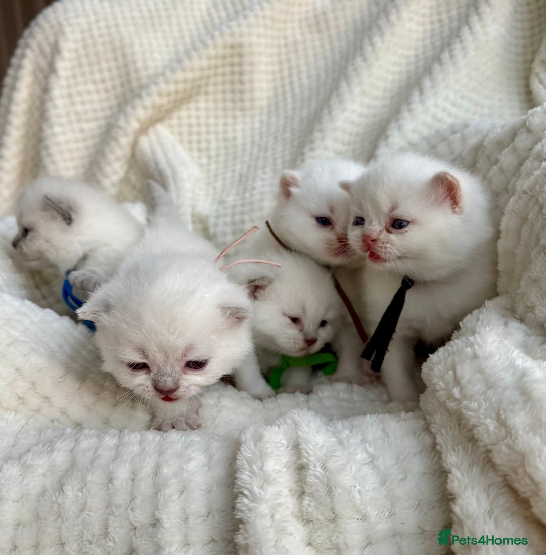 British Shorthair cats for sale: 5 lilac colour point kittens  - Advert 9