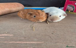 Guinea Pig rodents for sale: Guinea Piggies looking for new homes - Image 2