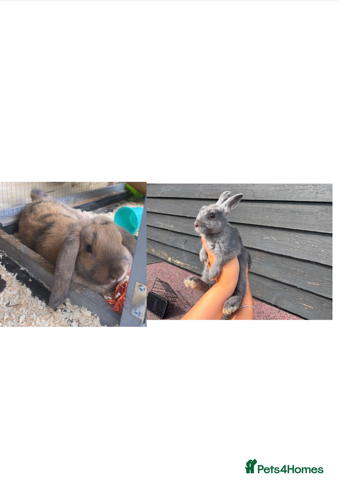 Mixed Breed rabbits Beautiful male lop & Blue female baby - Advert 13