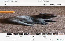 Mixed Breed cats for sale: Beautiful male kitten  - Image 16